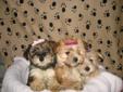 ~~Beautiful Morkie Puppies~~