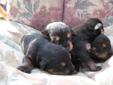 Beautiful Puppies in time for Christmas,Available Dec 3rd 2011