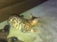 bengal leopard cat