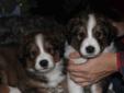 Bernese Mount/Great Pyrenees puppies for sale