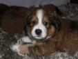 Bernese Mount/Great Pyrenees puppies for sale