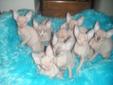 Blue-Eyed Babies - TICA & CFA Reg-Ready To Go In Time 4Xmas-New