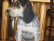 Bluetick hounds for sale