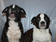 Boston Bulldog puppies