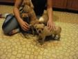 Boston Terrier x puppies