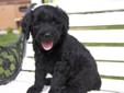 Bouvier/Standard Poodle Puppies. Ready to go.