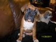 BOXER PUPPIES - ONLY 3 LEFT