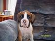 BOXER PUPPIES - ONLY 3 LEFT