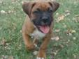 *~Boxer Puppies~* Ready To Go...!