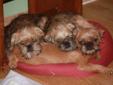 Brussels Griffon Puppies ***RARE SMALL BREED***