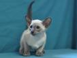 CFA registered Purebreed Siamese Kittens