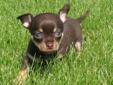 Chihuahua male puppy 850 or OBO