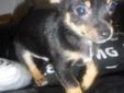Chihuahua Puppies for Sale (1 male & 1 female)!!!