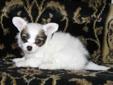 Chihuahua puppies for Sale & Ready to Go
