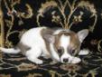 Chihuahua puppies for Sale & Ready to Go