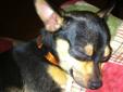 Chihuahua/rat terrier for sale