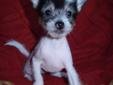 Chinese Crested puppies for Valentine's Day