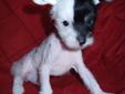 Chinese Crested puppies for Valentine's Day