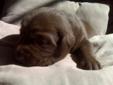 chocolate labs pure bred puppies**** READY TO GO*****