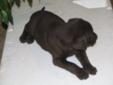 chocolate labs pure bred puppies**** READY TO GO*****