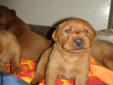CKC BEAUTIFUL FOXFED LAB PUPPIES FOR SALE