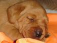 CKC BEAUTIFUL FOXFED LAB PUPPIES FOR SALE