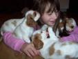 CKC Female Cavalier King Charles Puppies -Only 1 left!