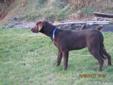 CKC Register Chocolate Labrador Retriever Pup