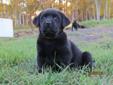 CKC Registered Black Lab puppies for Sale