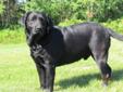 CKC Registered Black Lab puppies for Sale