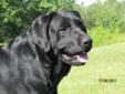 CKC Registered Black Lab Puppies Ready to go!