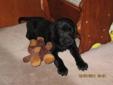 CKC Registered Black Labrador Retriever Pups