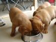 CKC REGISTERED LAB PUPPIES - FOXRED FOR SALE!!!