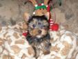 CKC REGISTERED YORKSHIRE TERRIERS- M/F IN MISSISSAUGA!!!!
