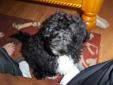 Cute and Cuddley ShihPoo wants a Family !!!