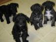 Cute & Cuddly. Hypoallergenic /Non shedding..Schnoodle Puppies