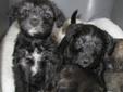 Cute & Cuddly. Hypoallergenic /Non shedding..Schnoodle Puppies