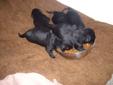 cute fat cuddly black lab puppies