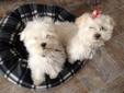 Cute Purebred Maltese Puppies