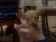 Dec 19 Updated --Minature Pinscher 3/4 & Chihuahua 1/4 Puppies