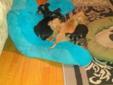 Dec 19 Updated --Minature Pinscher 3/4 & Chihuahua 1/4 Puppies