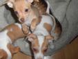 Delivery to Nanaimo-Purebred Chihuahua Pups