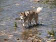 Deposits on Siberian Husky Litter Due Next Week