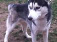 Deposits On Siberian Husky PuppiesnDue To Be Born Any Day Now
