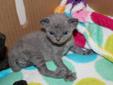 Devon Rex Kittens for Sale!