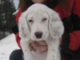 English Setter Puppies - Ready To Go - Last One