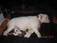 english valley bulldog mix for sale (only two left)
