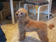 Excellent home wanted for purebred Minature Poodle