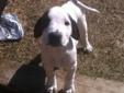 Female Great Pyrenees x with Great Dane puppy