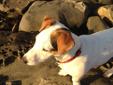 Female jack russell terrier for sale